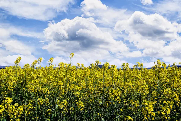 Renkli sarı kolza tohumu çiçeği tarlası (Brassica Napus)