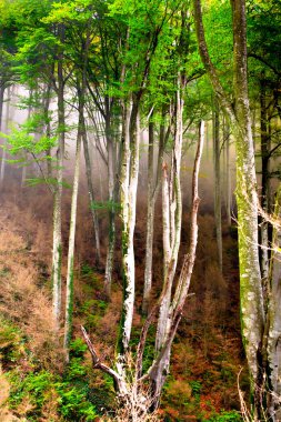 La Fageda de Grevolosa, Barcelona, Katalonya ormanlarında sonbahar manzarası