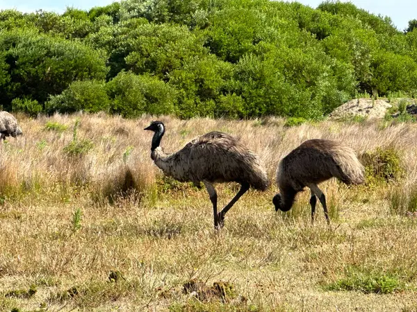 Avustralya Melbourne yakınlarındaki Wilsons Promontory Ulusal Parkı 'nda çarpıcı sahil manzaraları ve vahşi doğa.