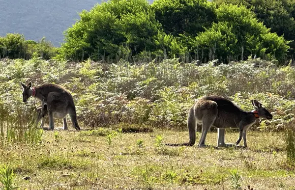 Avustralya Melbourne yakınlarındaki Wilsons Promontory Ulusal Parkı 'nda çarpıcı sahil manzaraları ve vahşi doğa.