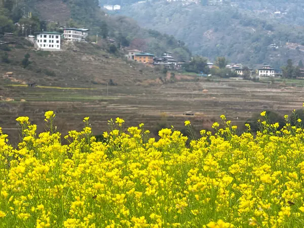 Punakha, Butan: Majestic Punakha Dzong 'un evi. Punakha, Bhutan 'ın en güzel ve tarihsel en önemli kalelerinden biri olan ikonik Punakha Dzong' un muhteşem manzarası.