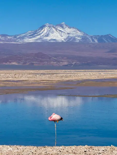 Laguna Chaxa ve pembe flamingo - Chiles Atacama Çölü, dünya dışı manzaralar, tuz düzlükleri, gayzerler ve yıldızlı kayak dünyaları ile göz kamaştırıyor..