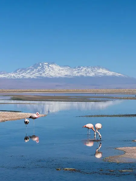 Laguna Chaxa ve pembe flamingo - Chiles Atacama Çölü, dünya dışı manzaralar, tuz düzlükleri, gayzerler ve yıldızlı kayak dünyaları ile göz kamaştırıyor..