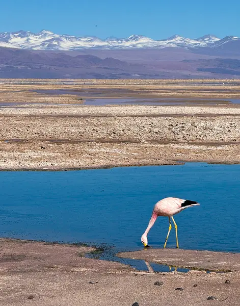 Laguna Chaxa ve pembe flamingo - Chiles Atacama Çölü, dünya dışı manzaralar, tuz düzlükleri, gayzerler ve yıldızlı kayak dünyaları ile göz kamaştırıyor..