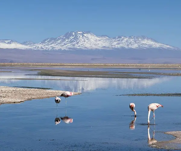 Laguna Chaxa ve pembe flamingo - Chiles Atacama Çölü, dünya dışı manzaralar, tuz düzlükleri, gayzerler ve yıldızlı kayak dünyaları ile göz kamaştırıyor..
