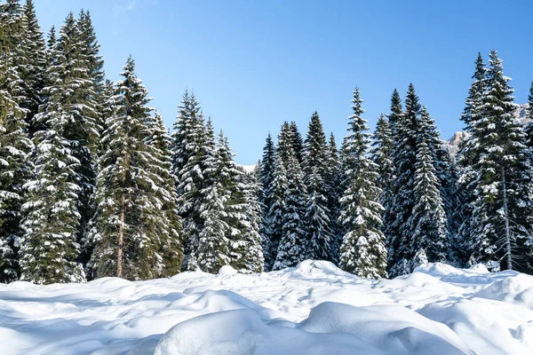 Snow Covered Dense Pine Forest Alps Clear Winter Day Natural — Fotografia de Stock