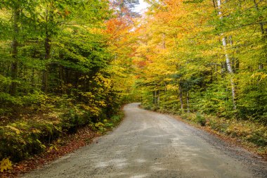 Sonbaharda yaprak döken bir ormandan geçen boş bir arka yol. White Mountain Ulusal Ormanı, NH, ABD.