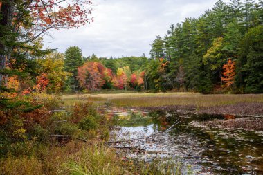Bulutlu bir sonbahar gününde sık ormanlarla çevrili bir gölet. Güzelim yapraklar dökülüyor. New Hampshire, ABD.
