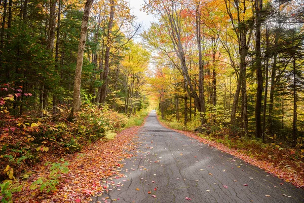 秋天阳光灿烂的日子 清澈狭窄的林间小路 迷人的秋天的色彩 Carroll Usa — 图库照片