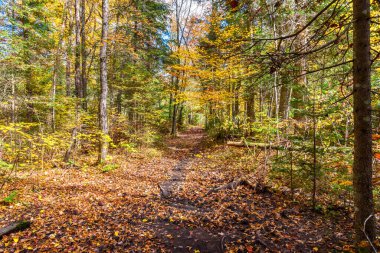 Güneşli bir sonbahar gününde yapraklarla kaplı ıssız çamurlu bir ormanda. Algonquin Parkı, On, Kanada.