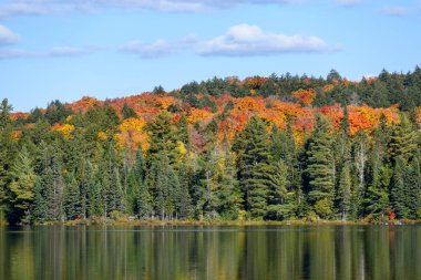 Sonbahar yapraklarının zirvesindeki renkli ağaçlar güneşli bir sonbahar gününde gölün kıyısındaki yemyeşil ağaçlar arasında. Suda yansıma. Algonquin Parkı, On, Kanada.
