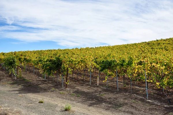 Řady Vinic Svahu Vinice Slunečného Podzimního Dne Napa Valley Usa — Stock fotografie