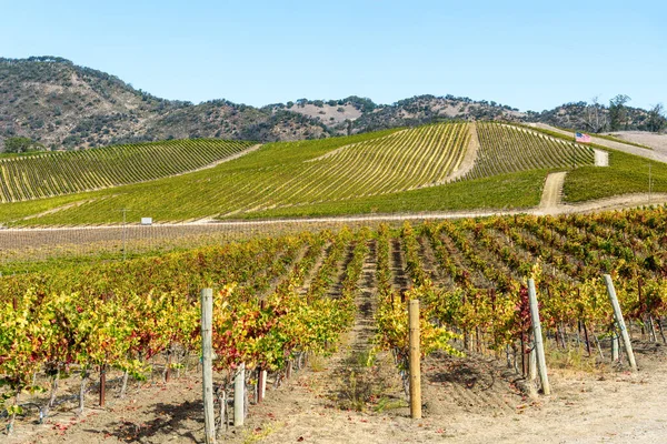 Weinfest Unter Blauem Himmel Einem Sonnigen Herbsttag Napa Valley Usa — Stockfoto