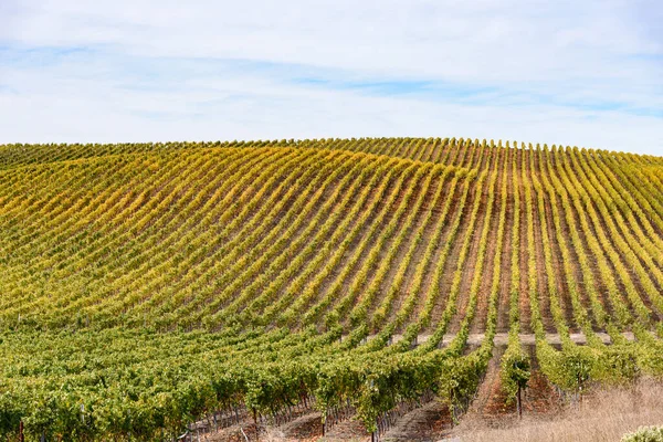 在半阴的秋日 一排排的葡萄覆盖着一座小山 美国加利福尼亚州纳帕谷 — 图库照片