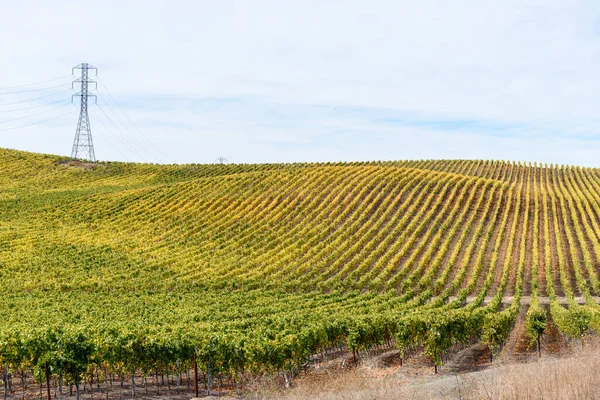 Řady Vinic Zvlněné Krajině Částečně Zamračeného Podzimního Dne Napa Valley — Stock fotografie