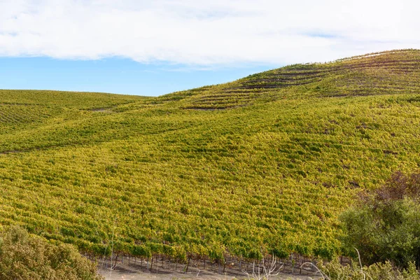 Weinberglandschaft Napa Tal Kalifornien Einem Leicht Bewölkten Herbsttag — Stockfoto