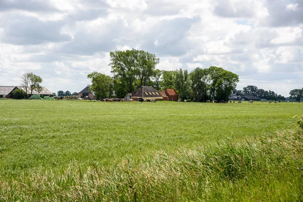 Bauernhof Auf Dem Land Den Niederlanden Einem Bewölkten Sommertag Groningen — Stockfoto