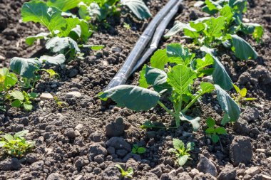 Güneşli bir günde Kaliforniya 'da bir tarlada büyüyen genç bir karnabahar bitkisinin yakınında. Arka planda bir sulama borusu görülebilir. Seçici odaklanma. Santa Barbara Eyaleti, CA, ABD.