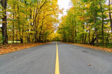 Kanada, Ontario kırsalında sonbahar yapraklarının zirvesinde ağaçlarla dolu boş bir yol..