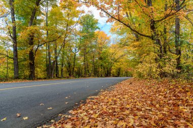 Sonbahar renklerinin zirvesinde bir ormanın içinden geçen yol. Ontario, Kanada.