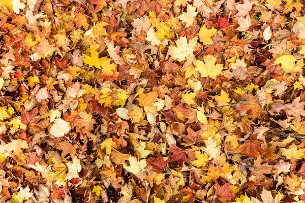 Gevallen Herfstbladeren Een Bosbodem Kleurrijke Achtergrond Afbeelding Voor Seizoensgebonden Gebruik — Stockfoto