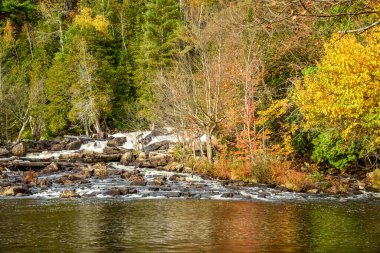 Sonbahar yapraklarının zirvesindeki ağaçlık bir arazide küçük bir şelale. Ragged Falls Parkı, On, Kanada.