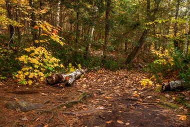 Sonbaharda dökülen yapraklarla kaplı ıssız orman yolu. Ragged Falls Parkı, On, Kanada.