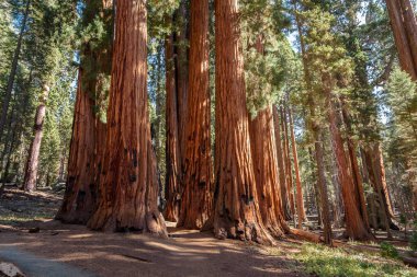 Güneşli bir sonbahar sabahında Sequoia Ulusal Parkı 'nda dev sekoya ağaçları. Sequoia Ulusal Parkı, CA, ABD.