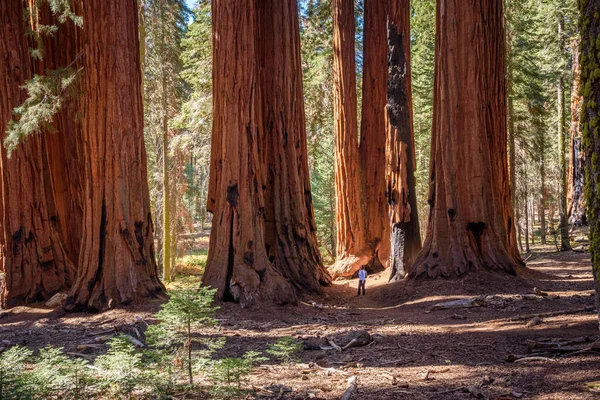 Escursionista Una Foresta Sequoia Una Soleggiata Mattinata Autunnale Sequoia National — Foto Stock