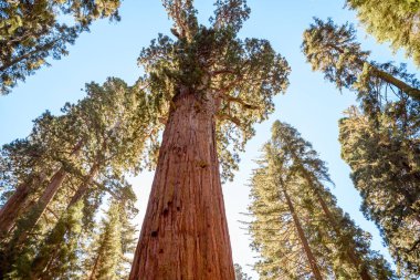Güneşli bir sonbahar gününde dev sekoya çiçeğinin alçak açılı görüntüsü. Sequoia Ulusal Parkı, CA, ABD.