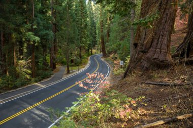 Güneşli bir sonbahar gününde dev bir sekoya ormanında terk edilmiş bir yol. Sequoia Ulusal Parkı, CA, ABD.