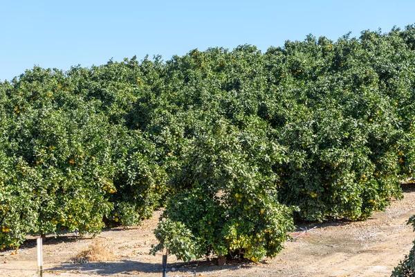 Rows of citrus trees in a sloping field ona clear autumn mornig. California, USA.