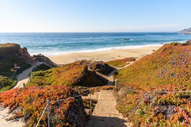 Güneşli bir sonbahar gününde Kaliforniya sahilinde kumlu bir plaja uzanan renkli bitkilerle kaplı kum tepecikleri boyunca merdiven. Carmel, CA, ABD.