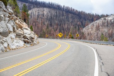 Kaliforniya 'nın dolambaçlı bir dağ yolunda, bulutlu bir sonbahar gününde yanmış ağaçlar. Tahoe Gölü, CA, ABD.