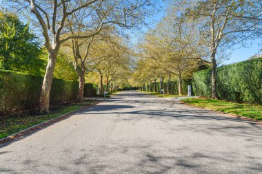 Issız bir ağaç, güneşli bir sonbahar gününde, yüksek çitlerin arkasında, zengin bir yerleşim bölgesi olan Whit Lükse 'nin içinden geçiyor. Hamptons, Long Island, New York, ABD.