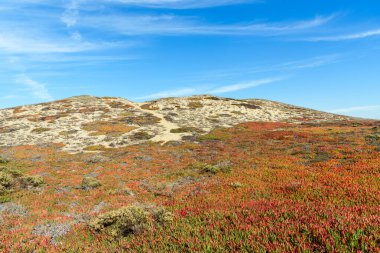 Açık bir sonbahar gününde geniş bir sahil kum tepeciği renkli buz bitkileriyle kaplıdır. Marina, CA, ABD.