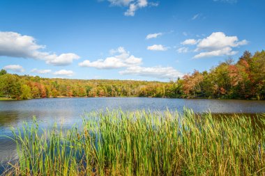Güneşli bir sonbahar gününde ormanlık kıyıları olan Idyllic Gölü. Düşen yapraklar. Catskill Dağları, New York, ABD.