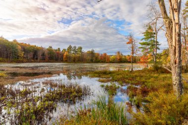 Gün batımında parçalı bulutlu gökyüzünün altında sonbahar yapraklarının zirvesinde ormanla çevrili bataklık. New Hampshire, ABD.