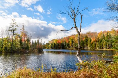 Adirondacks 'ta sonbahar yapraklarının zirvesinde, mavi gökyüzünün altında bulutlarla çevrili bir orman. New York Eyaleti, ABD.
