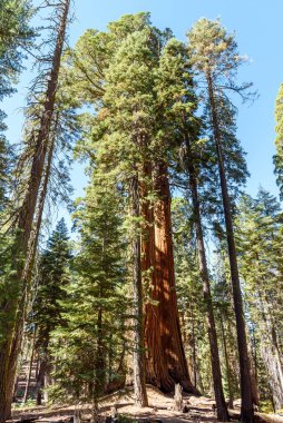 Açık bir sonbahar gününde dev bir sekoya ağacı manzarası. Sequoia Ulusal Parkı, CA, ABD.