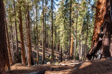 Güneşli bir sonbahar gününde Sequoia Ormanı. Sequoia Ulusal Parkı, CA, ABD.