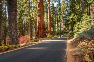 Güneşli bir sonbahar gününde sekoya ormanından geçen boş dar bir yol. Sequoia Ulusal Parkı, CA, ABD.