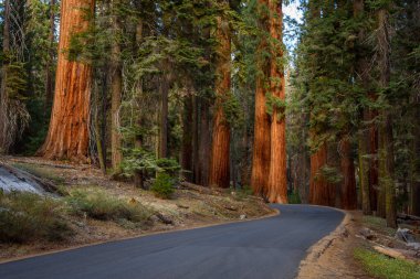 Sonbaharda gün batımında sekoya korusundan geçen boş kıvrımlı bir yol. Sequoia Ulusal Parkı, CA, ABD.