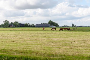 Parçalı bulutlu bir günde Hollanda 'nın kırsal kesimindeki çimenli bir tarlada otlayan atlar. Groningen, Hollanda.