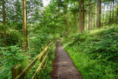 Güneşli bir yaz gününde, dağlarda yemyeşil bir orman boyunca çitli patikayı daralt. Hope Valley, Peak, District National Park, İngiltere, İngiltere.