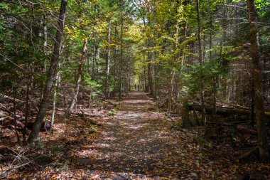 Güneşli bir sonbahar gününde dağlarda koşan çift. Catskill Dağları, New York, ABD.
