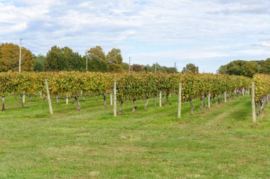 Sonbaharda parçalı bulutlu gökyüzünün altında sıralanmış üzüm ağaçları. Hamptons, Long Isand, New York, ABD.