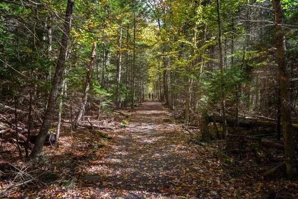 Güneşli bir sonbahar gününde dağlarda koşan çift. Catskill Dağları, New York, ABD.