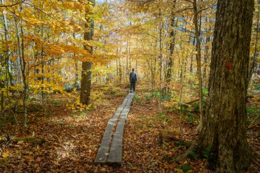 Sonbaharda dağlarda sık yaprak döken bir ormanda koşan bir kadın yürüyüşçü. Sonbahar renkleri. Grafton Notch, ME, ABD.
