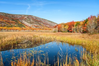 Bataklık, güneşli bir günde mavi gökyüzünün altındaki bir dağ manzarasında renkli sonbahar ormanlarıyla çevrilidir. Acadia Ulusal Parkı, ME, ABD.